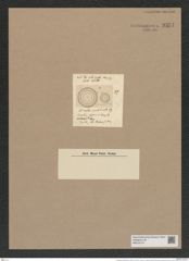 Cyclostella umbilicata (Ehr.) Ralfs. (de-Toni-Nr.: Genus 216, Species 5470j) Zeichnungen Sammlung Grunow Nr. 9351 (NHMW-BOT-W0379174)